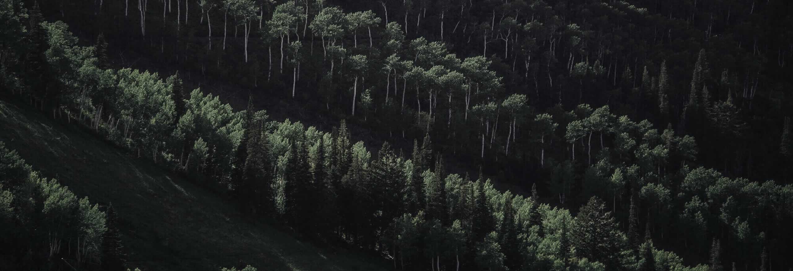 Deep forest